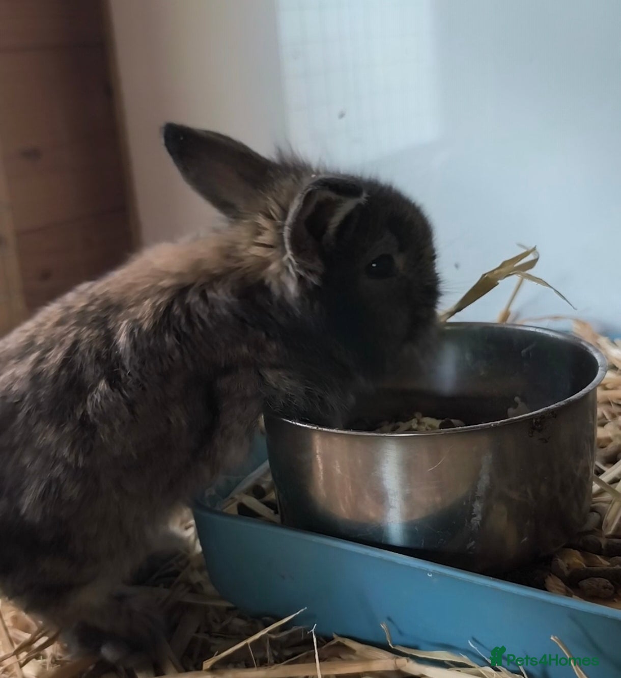 Mini Lop rabbits for sale: Rare Mini Lion Lop Babies for Sale  - Advert 26