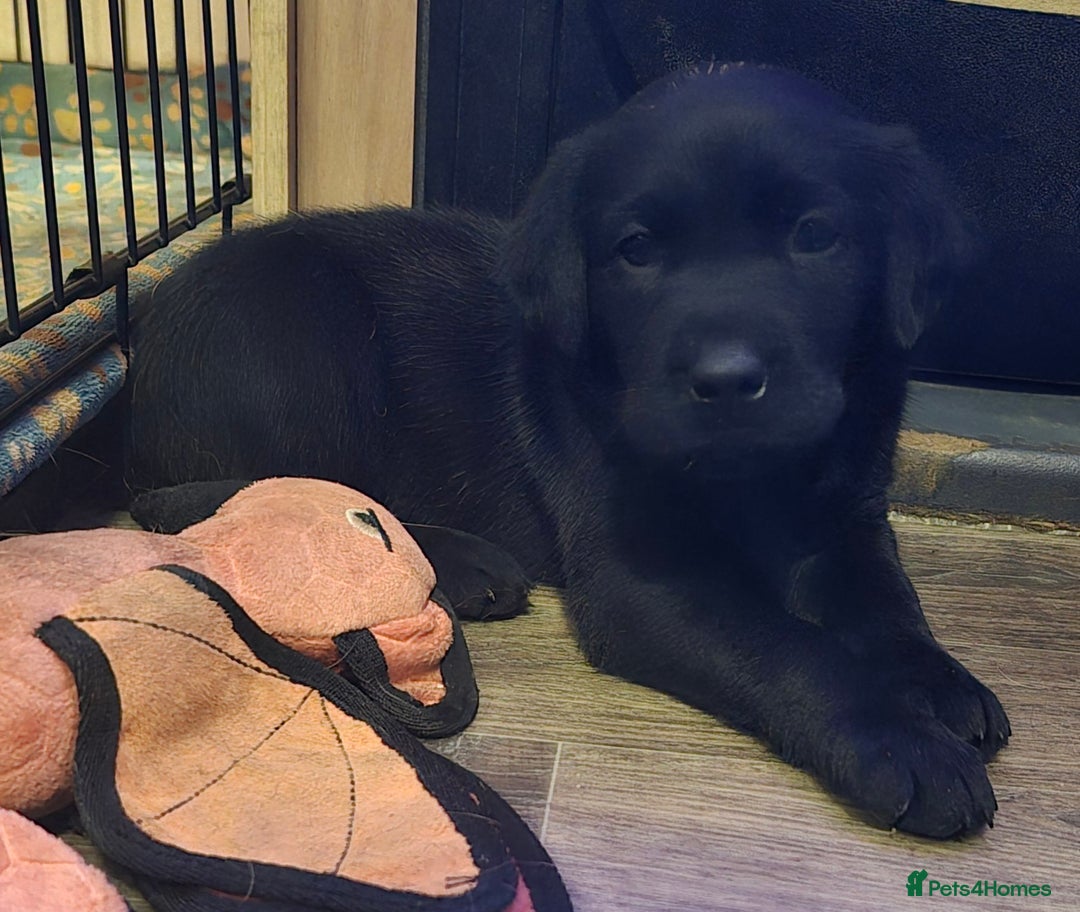Labrador Retriever dogs for sale: KC Reg Fully Health Tested Black Labrador Puppies - Image 9