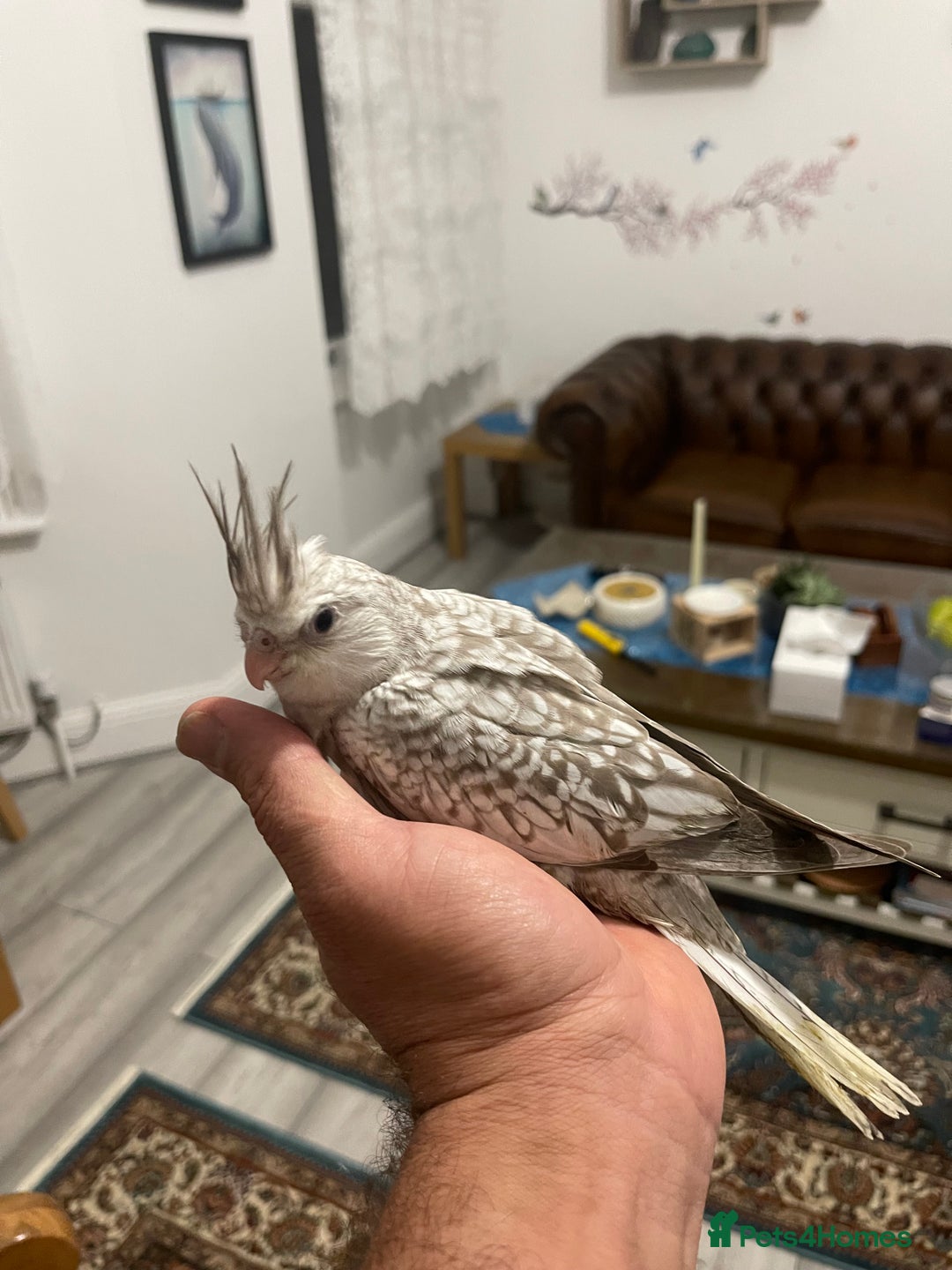 Cockatiels birds for sale: Hand reared fully tamed cocktails  - Advert 2