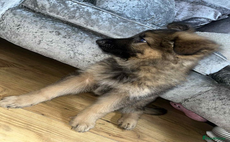 German Shepherd dogs - Advert 1