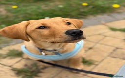 Labrador Retriever dogs for sale: Gorgeous Fox Red Labrador boy - Image 4