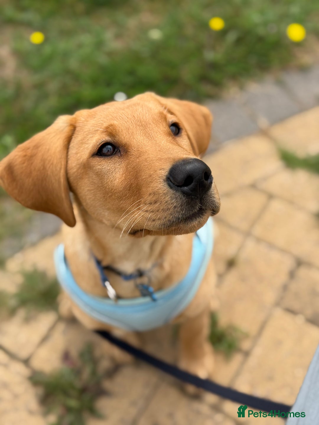 Labrador Retriever dogs for sale: Gorgeous Fox Red Labrador boy - Image 4