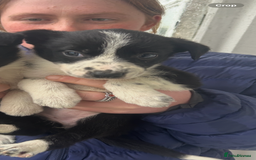 Border Collie dogs for sale: 4 Beautiful Border Collie puppies - Image 5