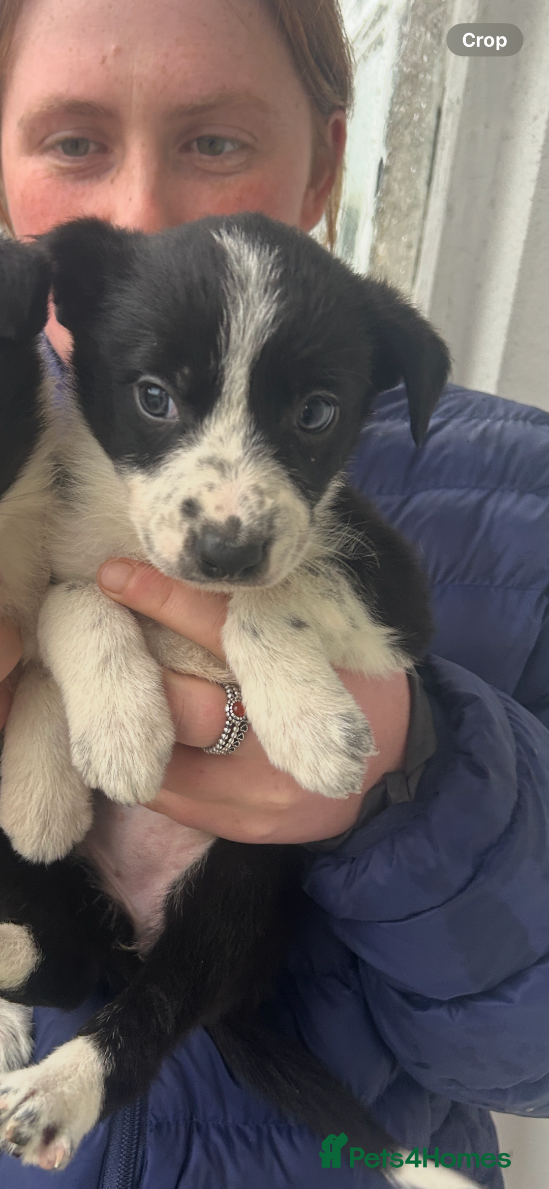 Border Collie dogs for sale: 4 Beautiful Border Collie puppies - Image 5