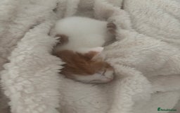 American Shorthair cats for sale: 2 ginger and white calico kittens  - Advert 4