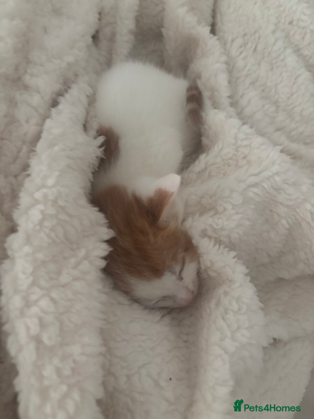 American Shorthair cats for sale: 2 ginger and white calico kittens  - Advert 4