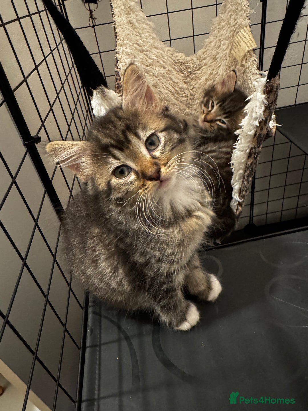 Mixed Breed cats for sale: Kittens 🐈🐈‍⬛ - Advert 4