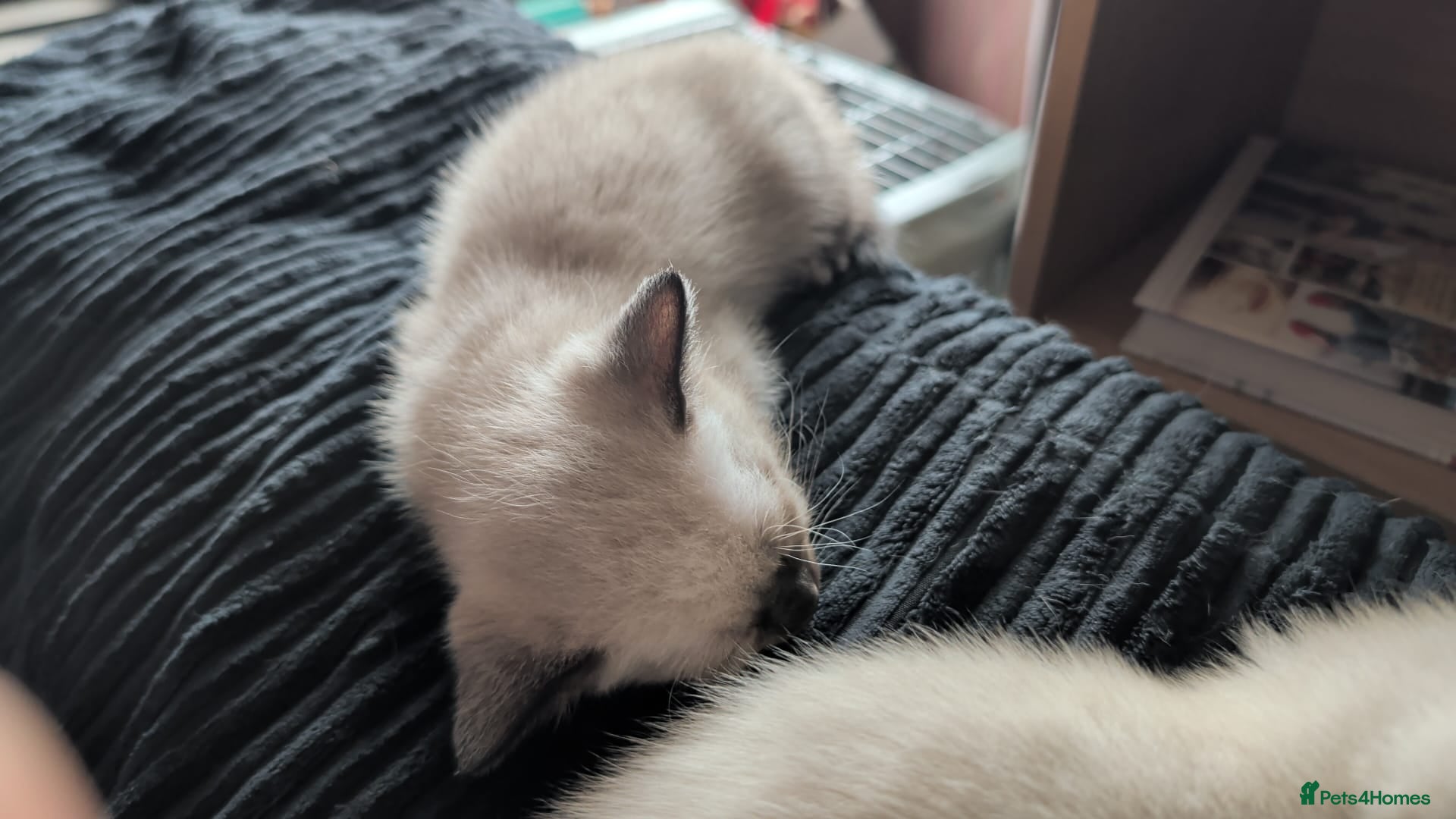 Mixed Breed cats for sale: Siamese Cross Ragdoll kittens plus black/white - Advert 19