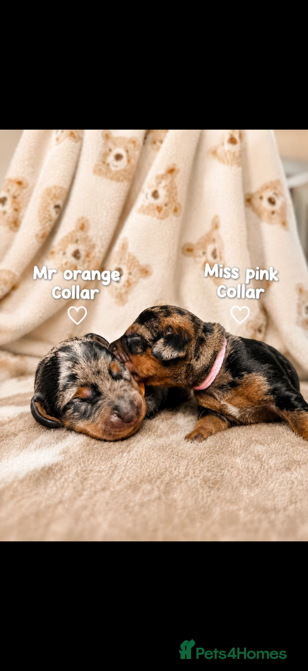 Miniature Dachshund dogs for sale: Kc heath tested wire puppies  - Advert 2