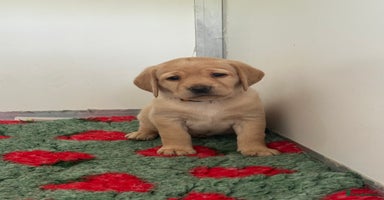 Labrador Retriever dogs - Advert 2