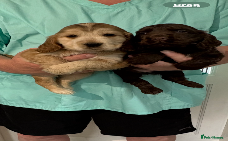 Cocker Spaniel dogs - Advert 14