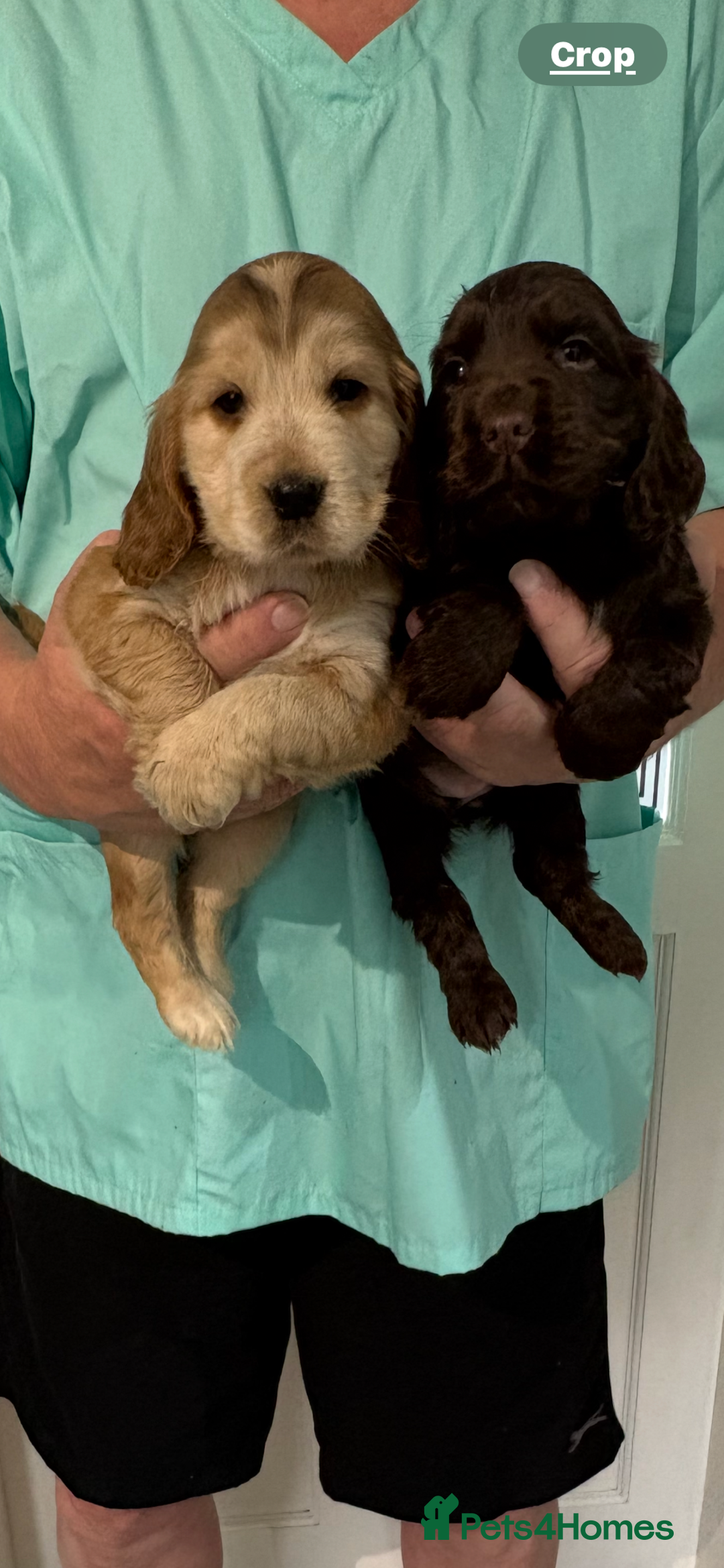 Cocker Spaniel dogs for sale:  Show Cocker spaniel puppies - Image 1