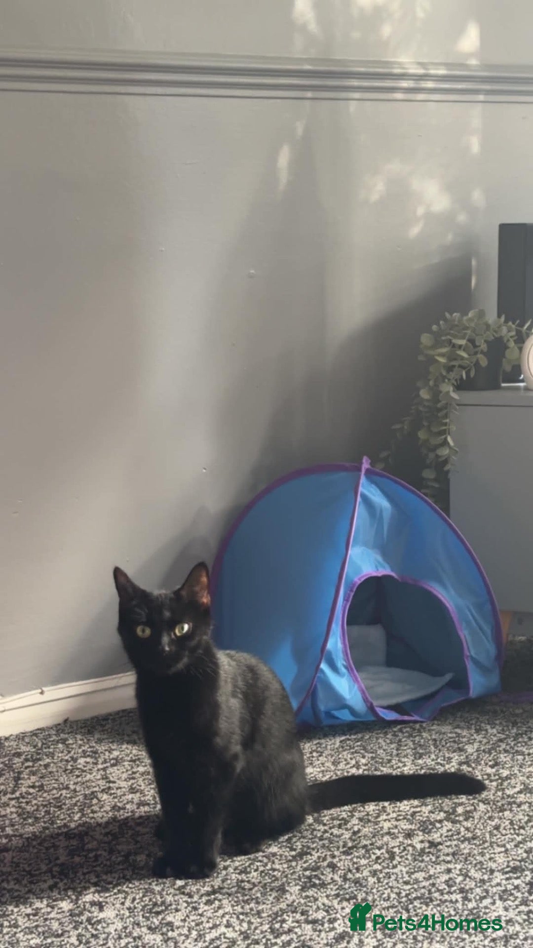 Mixed Breed cats 11 month old girl for rehoming  - Advert 4