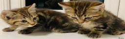 Mixed Breed cats for sale: Absolutely lovely Bengal Ragdoll kittens ready now - Advert 4