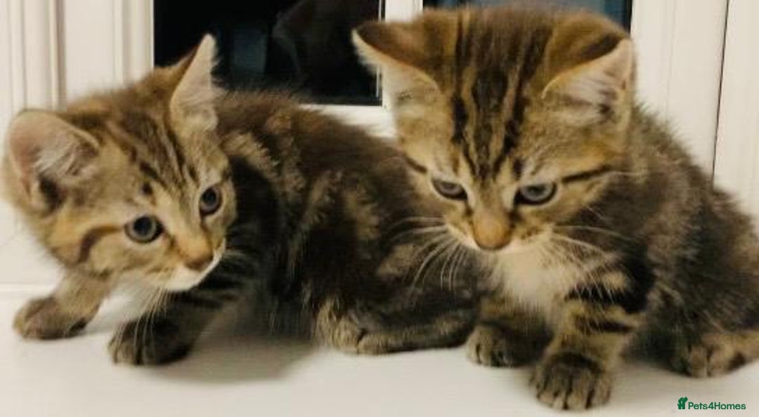 Mixed Breed cats for sale: Absolutely lovely Bengal Ragdoll kittens ready now - Advert 4