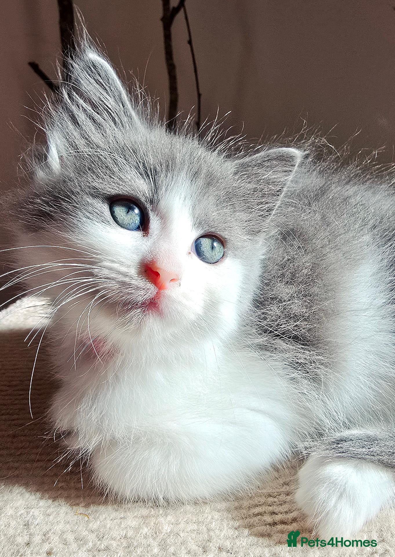 Ragcoon cats Ragdoll x Main Coon Beautiful Kittens - Advert 22