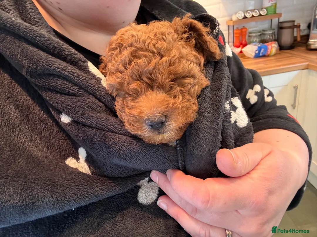Miniature Poodle dogs for sale: Miniature poodles - 2 male  - Advert 10