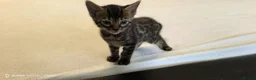 Bengal cats for sale: Little Bengal babies  - Advert 11