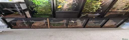Gecko reptiles for sale: Crested gecko breeding collection  - Advert 10