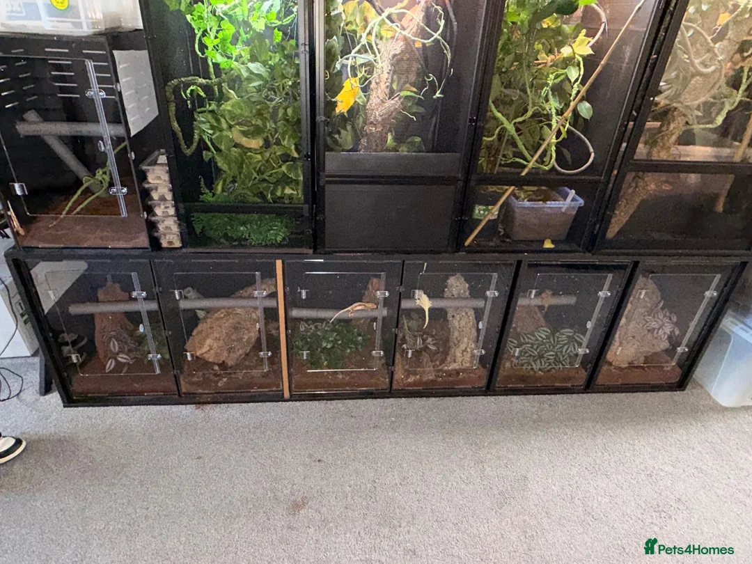 Gecko reptiles for sale: Crested gecko breeding collection  - Advert 10
