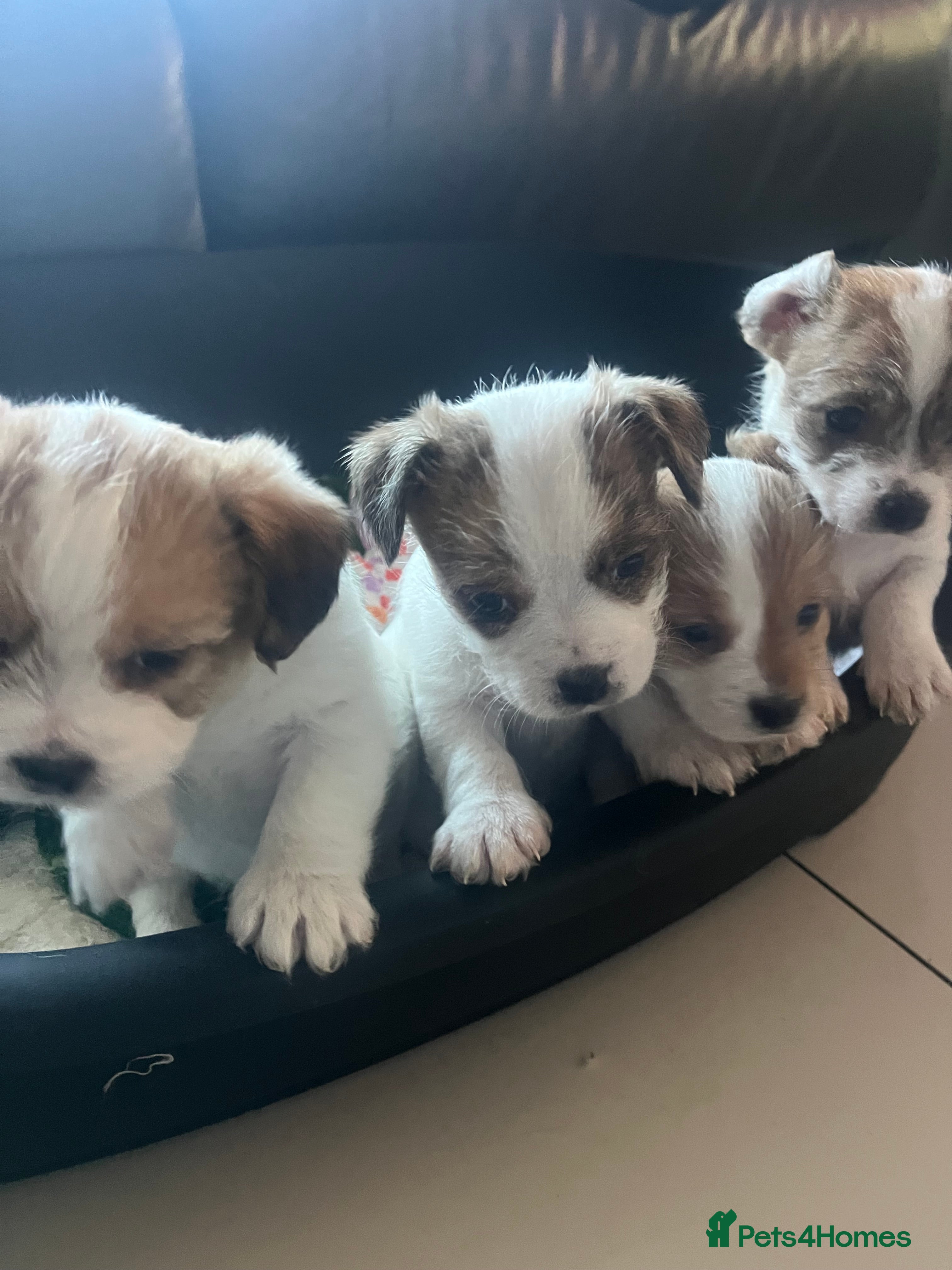 Mixed Breed dogs JACKTZU  - Advert 16