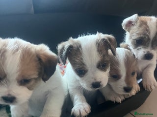 Mixed Breed dogs JACKTZU - Advert 1