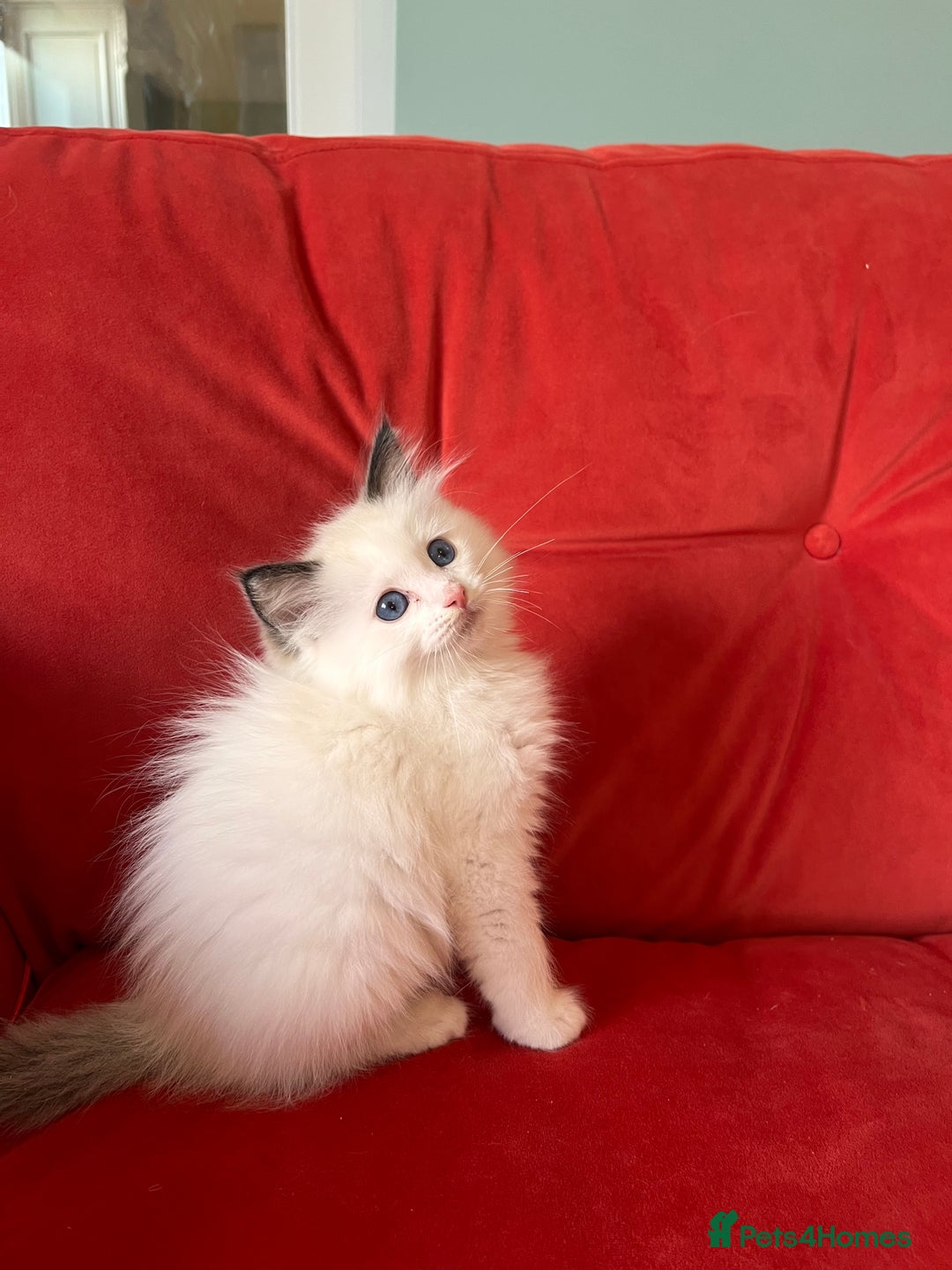Ragdoll cats for sale: TICA Registered Bicolour boy - Image 10
