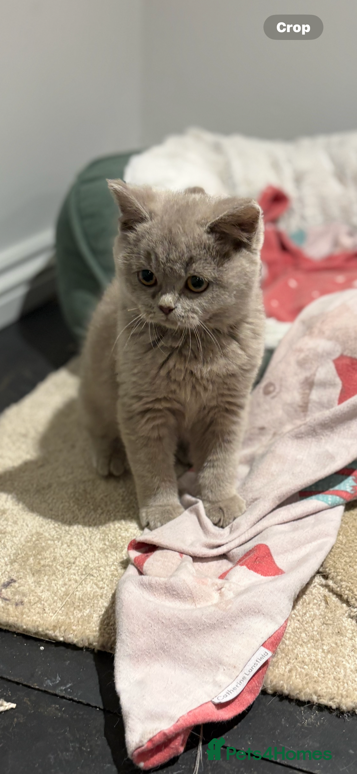 British Shorthair cats LAST BOY LEFT  - Advert 1