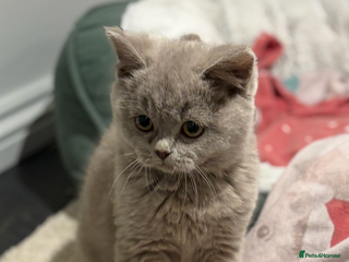 British Shorthair cats LAST BOY LEFT - Advert 8