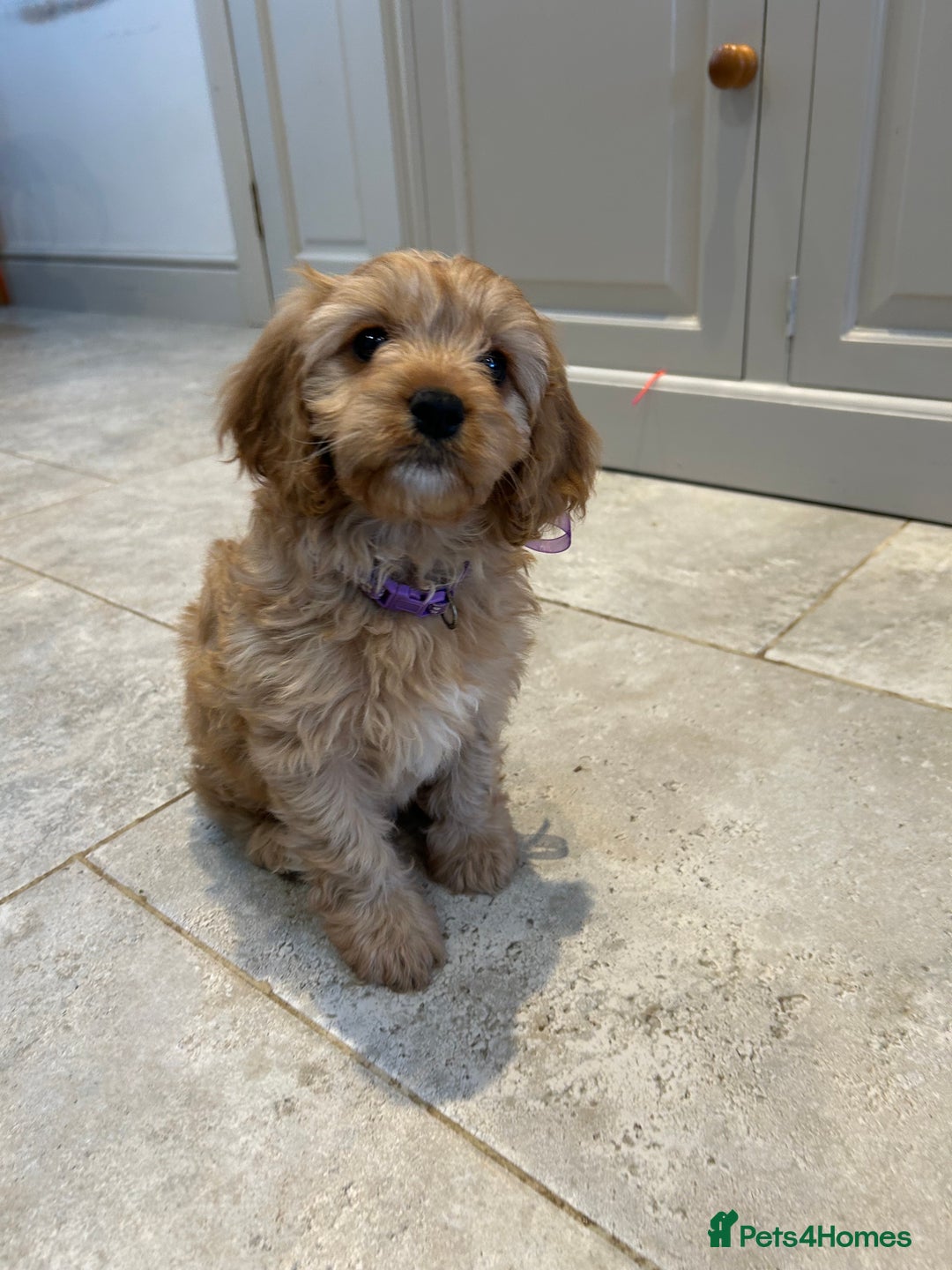 Cavapoo dogs for sale: Cavapoo F1 Ready Now - Advert 10