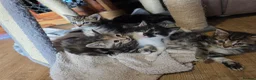 Norwegian Forest Cat cats for sale: Norwegian forest cat X marbled bengal - Advert 4