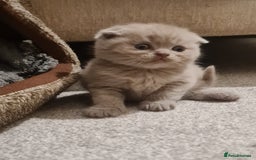 British Shorthair cats for sale: British shorthair  - Image 7
