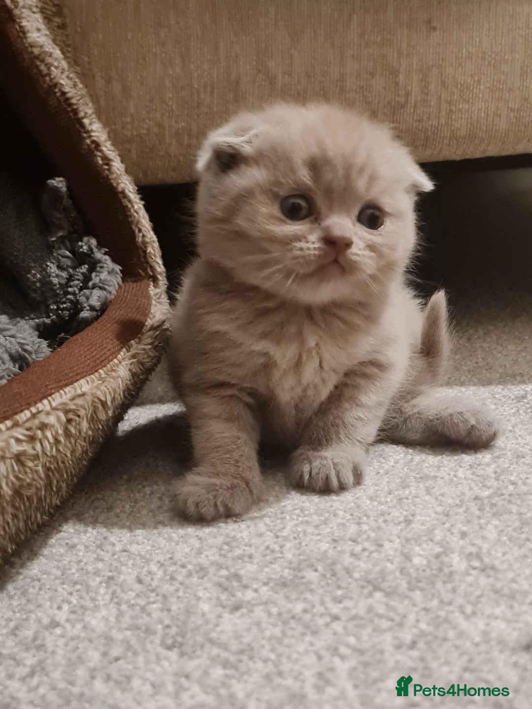 British Shorthair cats for sale: British shorthair  - Image 7
