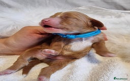 Cavapoo dogs for sale: Stunning F1 Cavapoo puppies, DNA tested parents  - Image 16