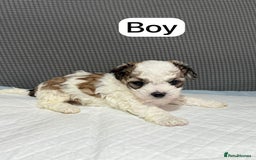 Mixed Breed dogs for sale: Mixed puppies  - Advert 3