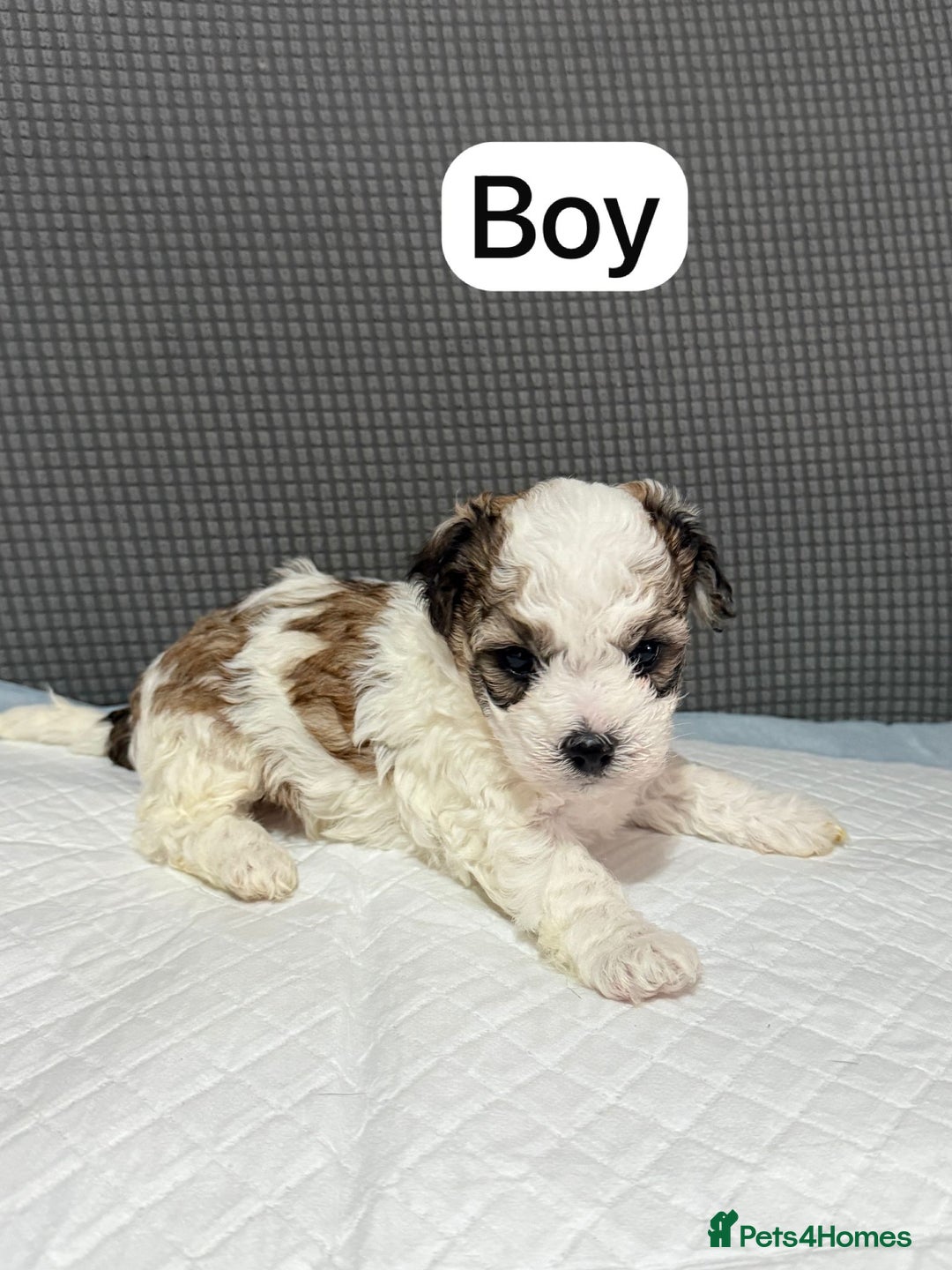 Mixed Breed dogs for sale: Mixed puppies  - Advert 3