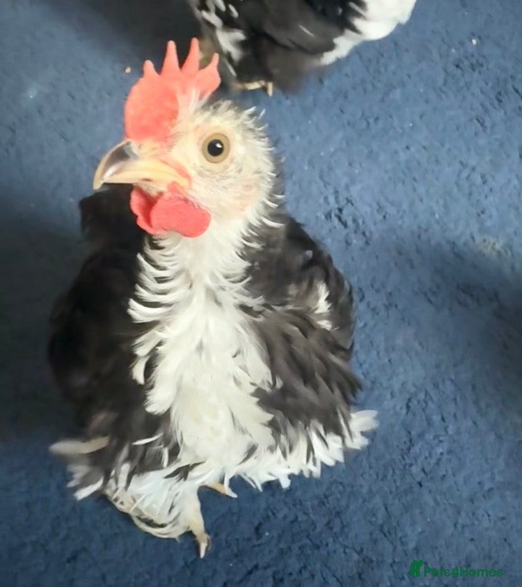 Chickens poultry Frizzle bantam cockerel  - Advert 1