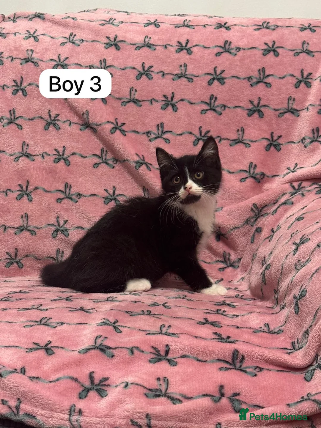 British Shorthair cats for sale: PURE BSH Girl kitten and BSH mix adorable boys - Advert 6