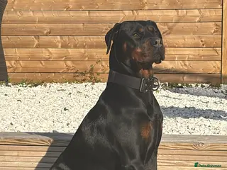 Rottweiler dogs 4 month old female puppy - Advert 7