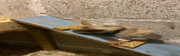 Mini Lion Lop rabbits for sale: Lion lops - Advert 12