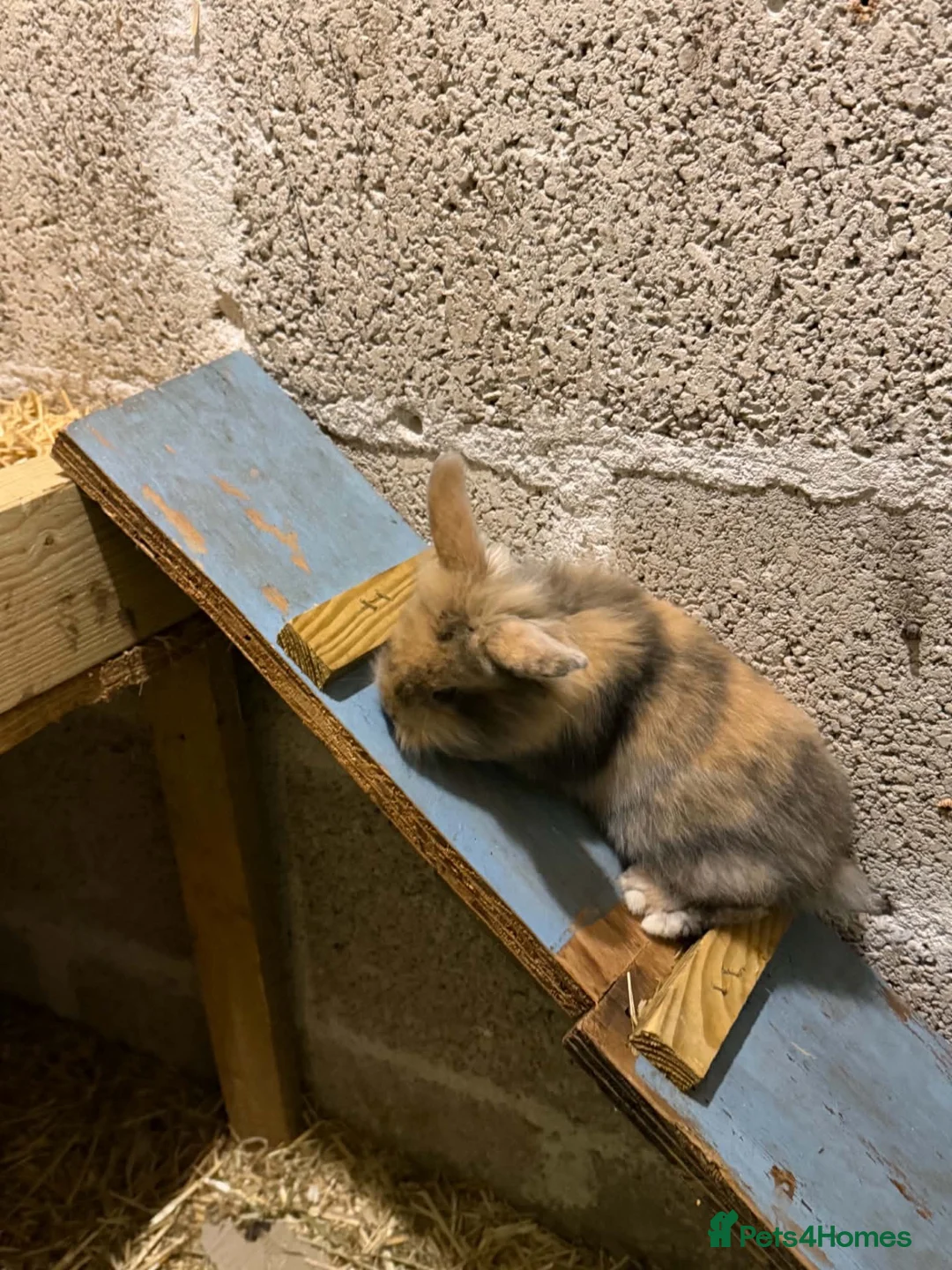 Mini Lion Lop rabbits for sale: Lion lops - Advert 12