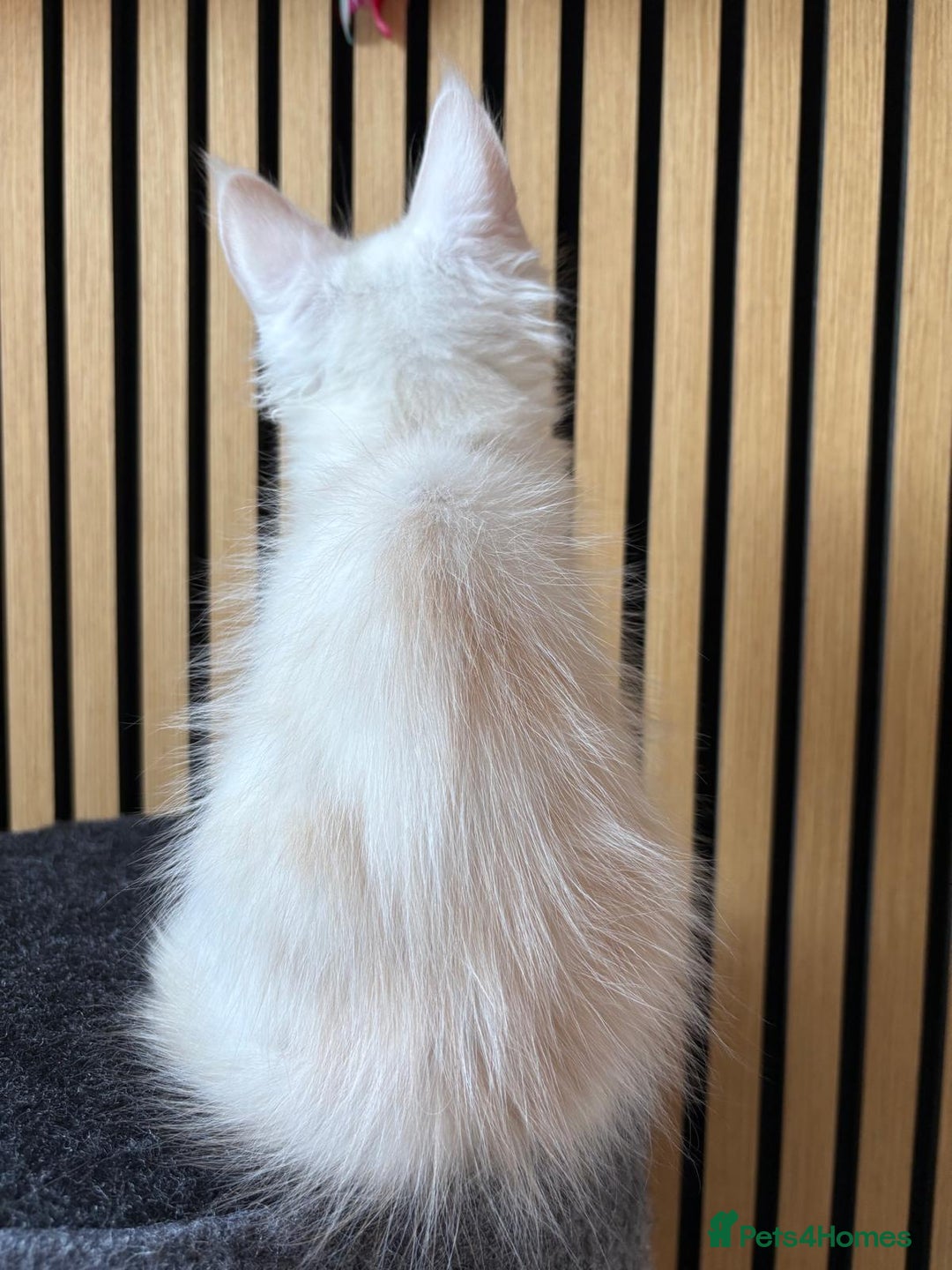 Maine Coon cats for sale: XL Maine Coon Kittens for Sale – TICA Reg - Advert 30