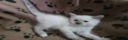 Mixed Breed cats for sale: Ragdoll X kittens  in Ringwood - Advert 15
