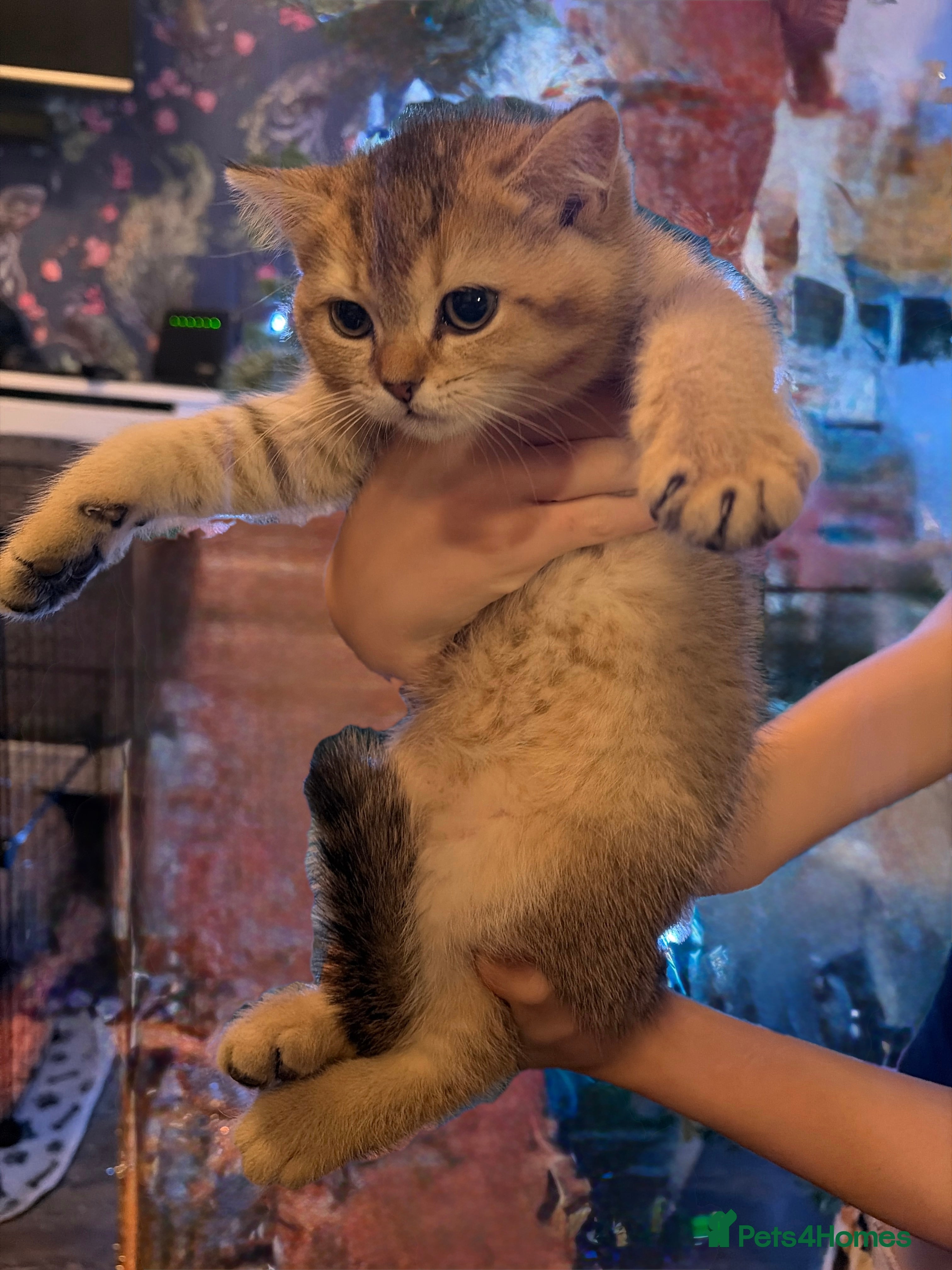 British Shorthair cats (REDUCED)READY TO LEAVE- 1 golden shaded kitten  - Advert 1