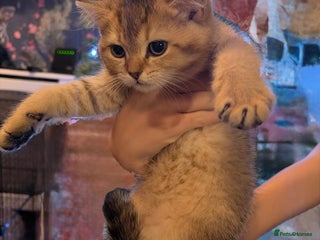 British Shorthair cats (REDUCED)READY TO LEAVE- 1 golden shaded kitten - Advert 1