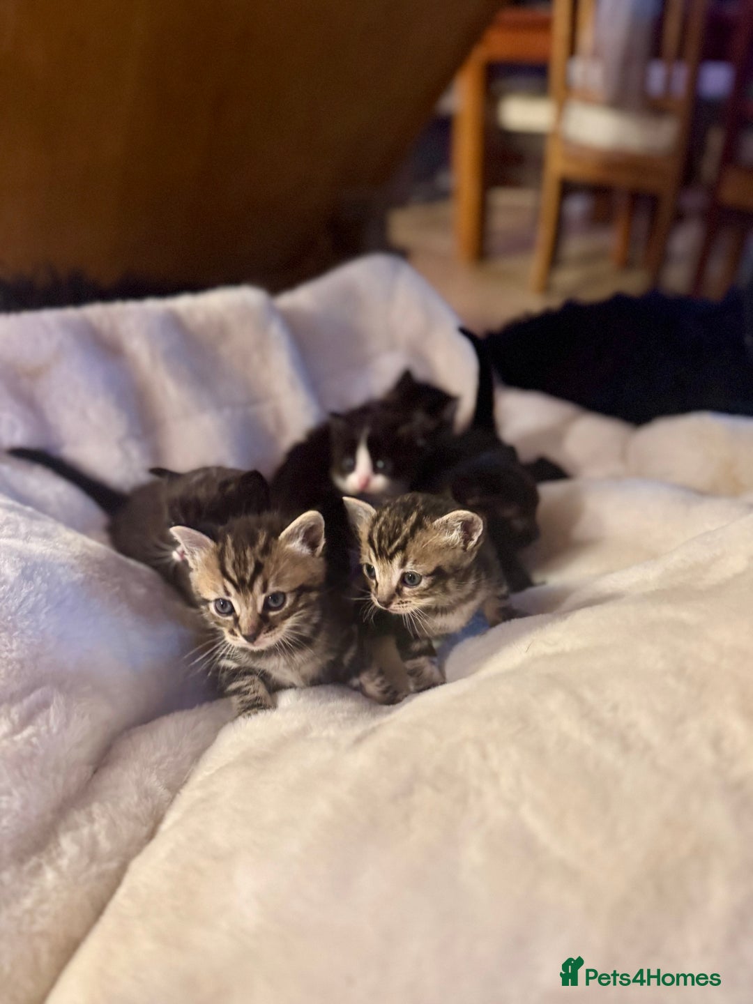 Ragdoll cats for sale: Half ragdoll stunningly marked kittens  - Image 1