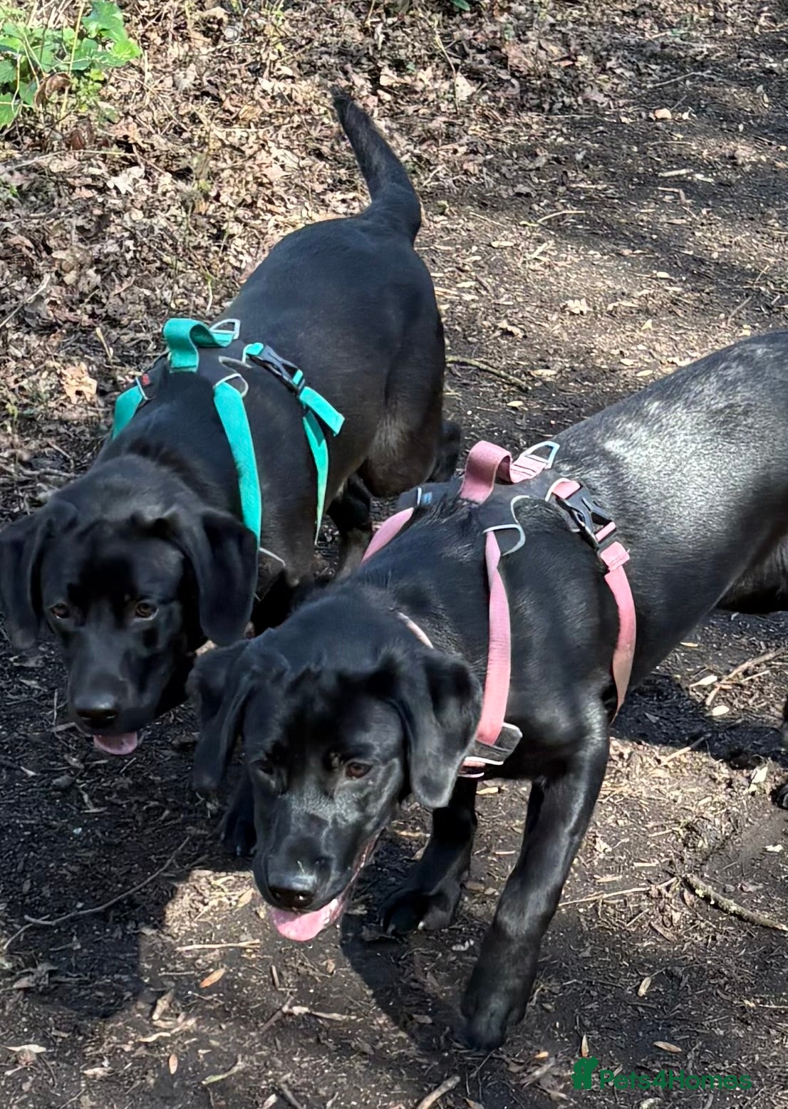 Labrador Retriever dogs Exceptional 7 month old Pedigree Labrador Sisters - Advert 1