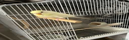 Finches birds for sale: Hand reared tame budgie for sale  in Burton-on-Trent - Advert 3