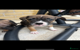 Mixed Breed dogs for sale: Bulldog/staffy pups  - Image 9