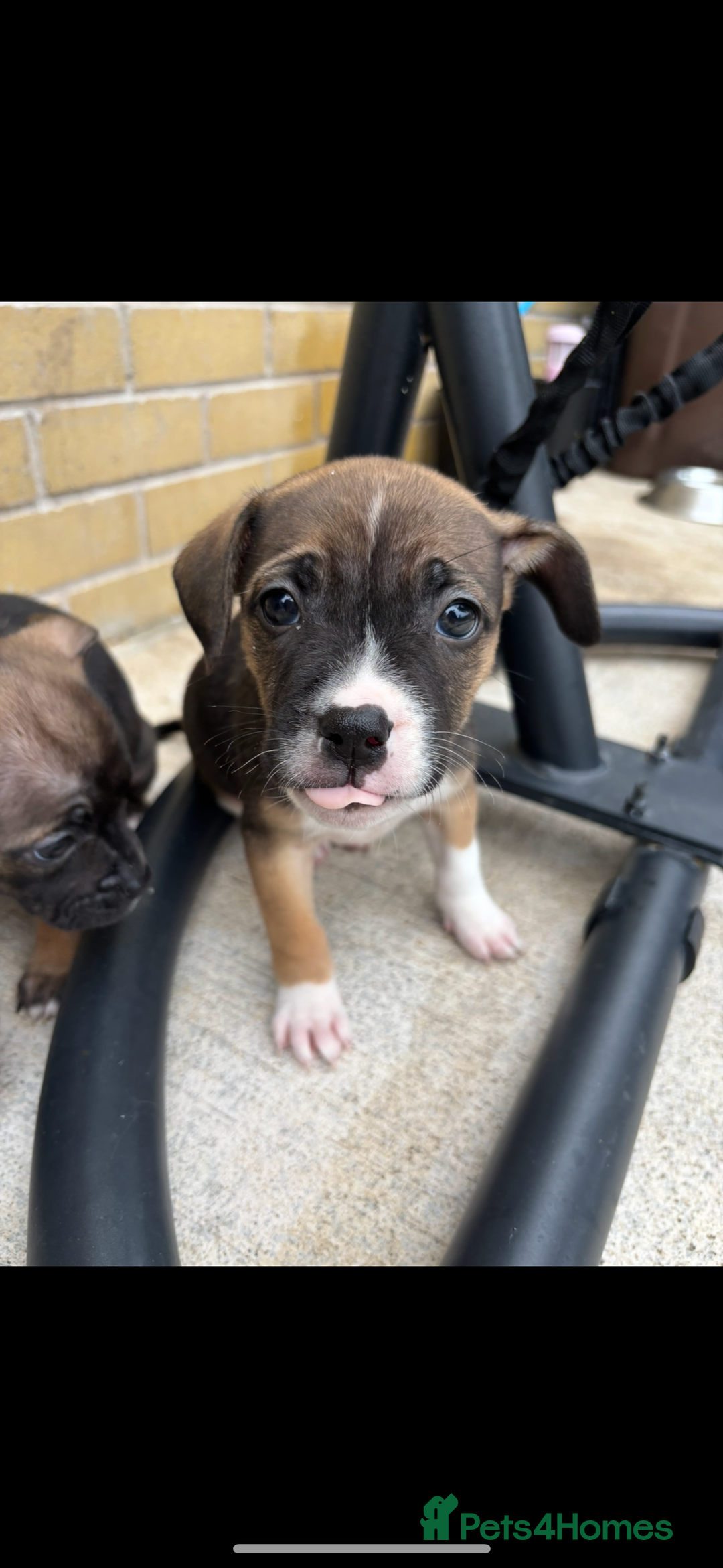 Mixed Breed dogs for sale: Bulldog/staffy pups  - Image 9